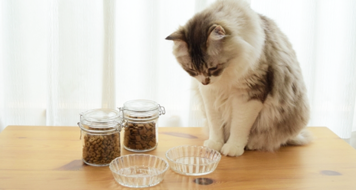 猫の食事・キャットフードの基本。 気をつけるべき事5選