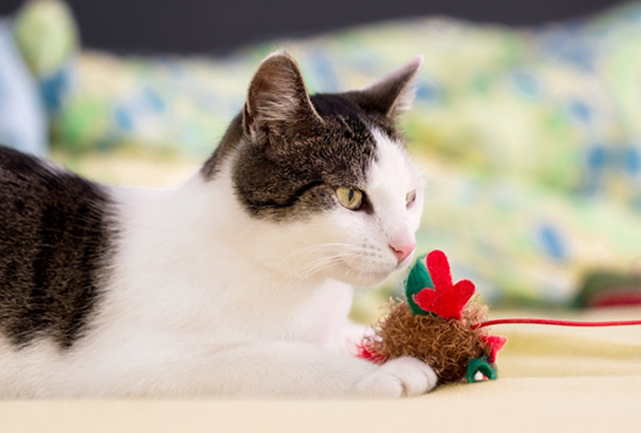 猫におすすめのおもちゃ５選
