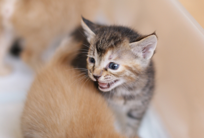 子猫の噛み癖は歯のむずがゆさが原因