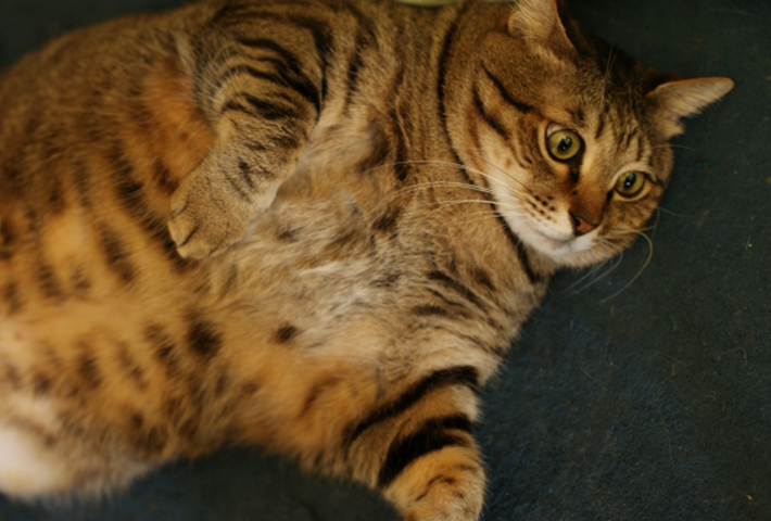 愛猫は太り過ぎ？愛猫の体形チェックポイント