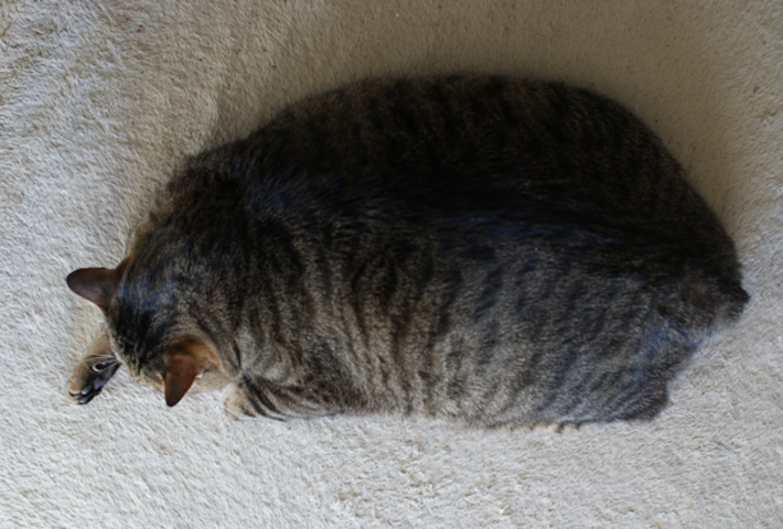短足や細身な猫の太り過ぎは辛い病気の元
