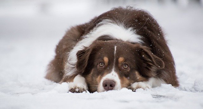 雪の日でも愛犬と楽しくお散歩♪知っておきたい10の対策を紹介！