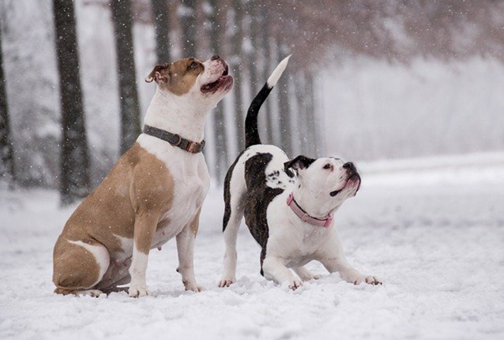 愛犬との雪の日の散歩時に気をつけたい10のこと