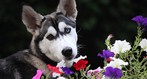 犬は花を食べても平気？お散歩のときに気を付けたいキケンな花！