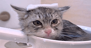 猫にもお風呂は必要？暴れてしまう時はどうすればいい？