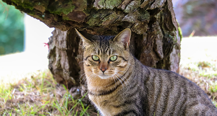 日本猫の毛色は海外で珍しい？その種類と特徴をご紹介