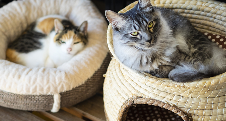 可愛い愛猫に快適な猫ベッドを！おすすめ素材とお手入れ方法とは？