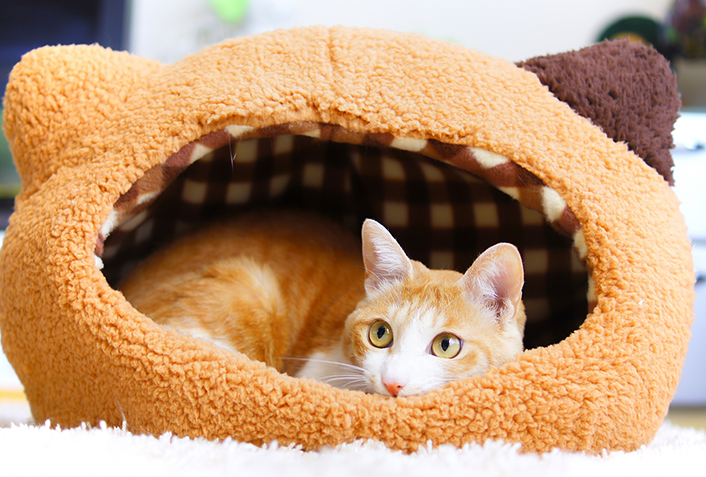 猫ベッドにおすすめの素材は？