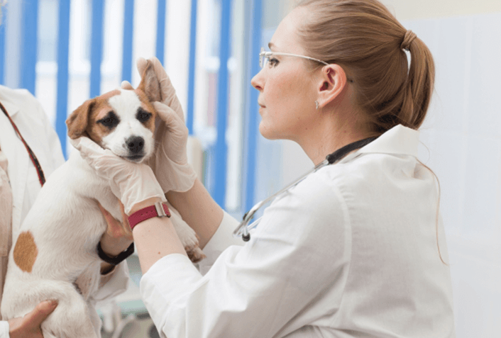 犬の病気の治療法