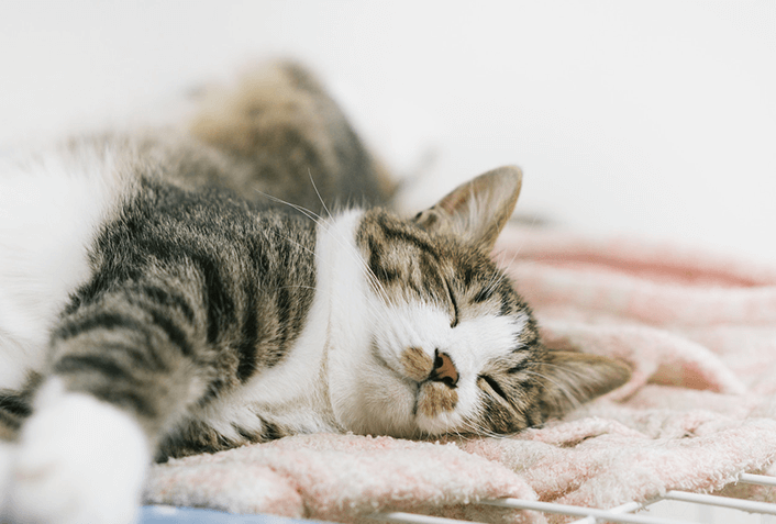 猫のワクチンの副反応ってあるの？