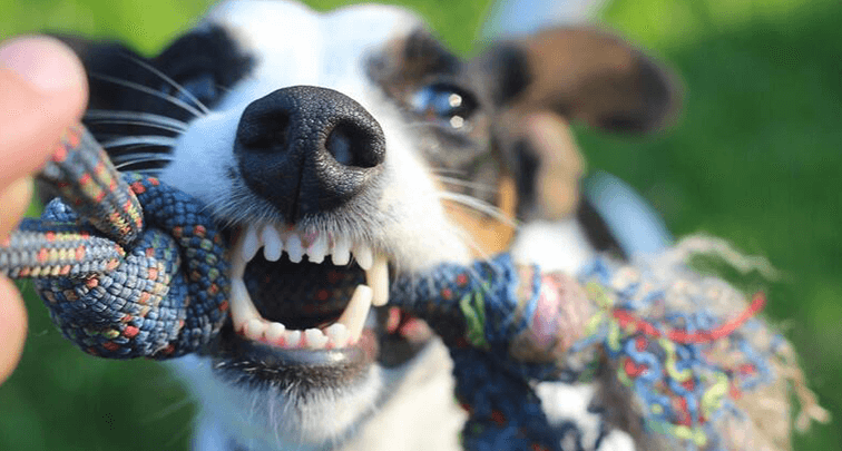 【犬の歯磨き】やり方が知りたい!今から実践できる６ステップを紹介!