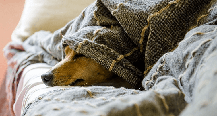 犬の具合が悪いときの寝方とは?違う寝方をしていたときの対処法も解説