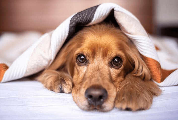 犬の具合が悪そうに寝ているときの対処方法