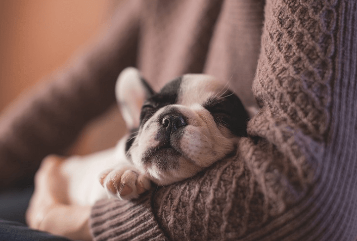 犬の寝方の種類