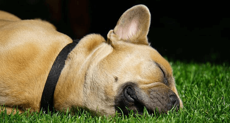 犬がずっと寝てる理由とは?適切な睡眠時間と寝てばかりいる病気を解説