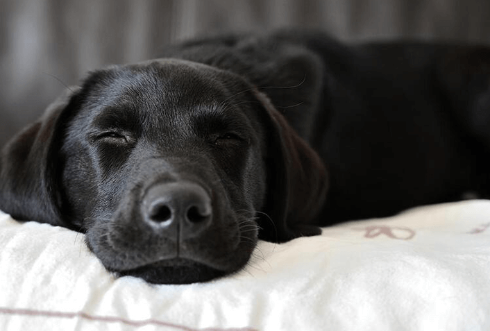 犬がずっと寝てる理由