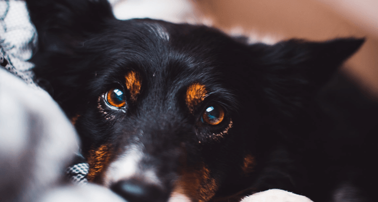 犬の目やにの原因とは？異常の見分け方や正しい取り方を知ろう！
