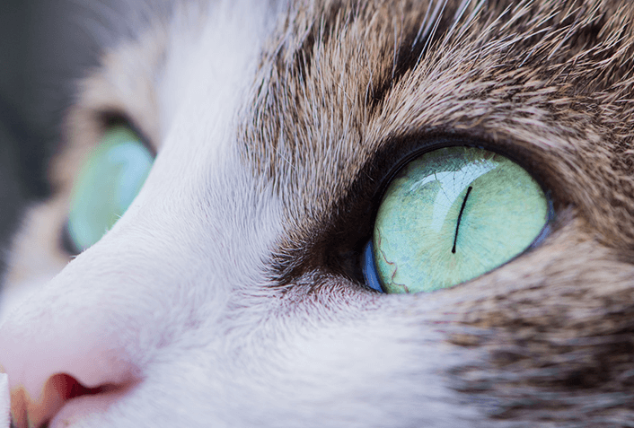 はやり目では分泌物がよく見られますか?