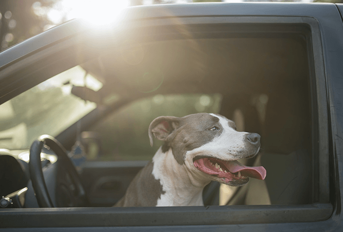 ドライブ中に犬を膝に乗せるのは危険！