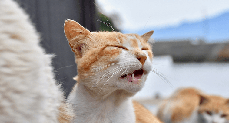 猫のフレーメン反応を詳しく解説！気になる理由や反応しやすい匂いとは