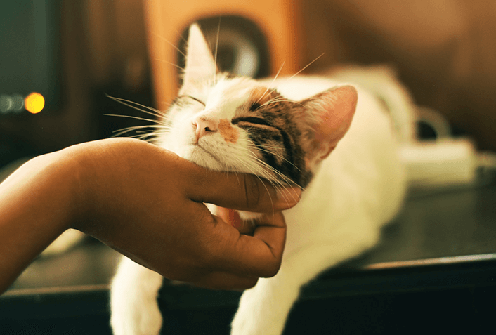 猫がフレーメン反応をしている時にどんな反応をすべき？