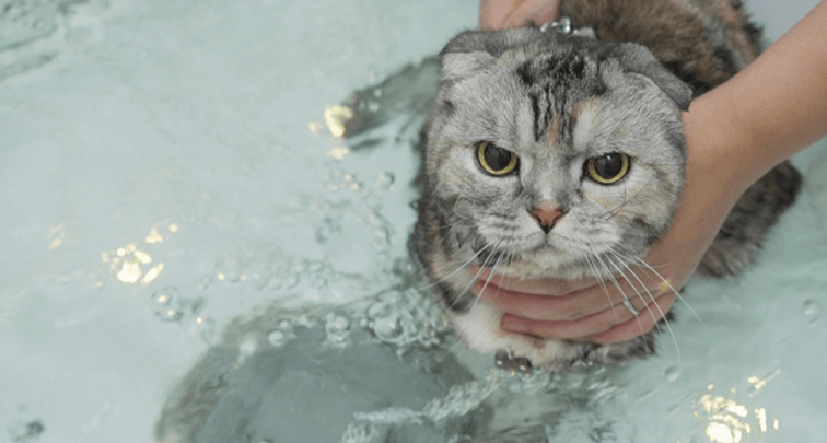 猫はシャンプーすべき？頻度は？水が苦手な子はどうしたら？