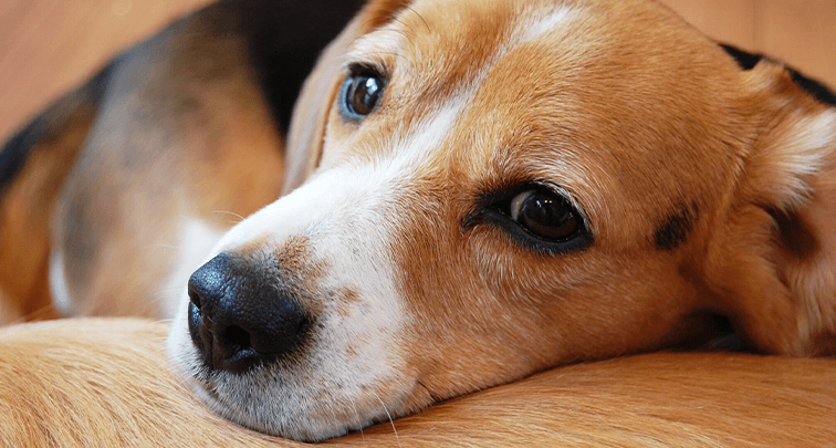 飼い主が知っておくべき犬の腰痛の原因と防止策６選