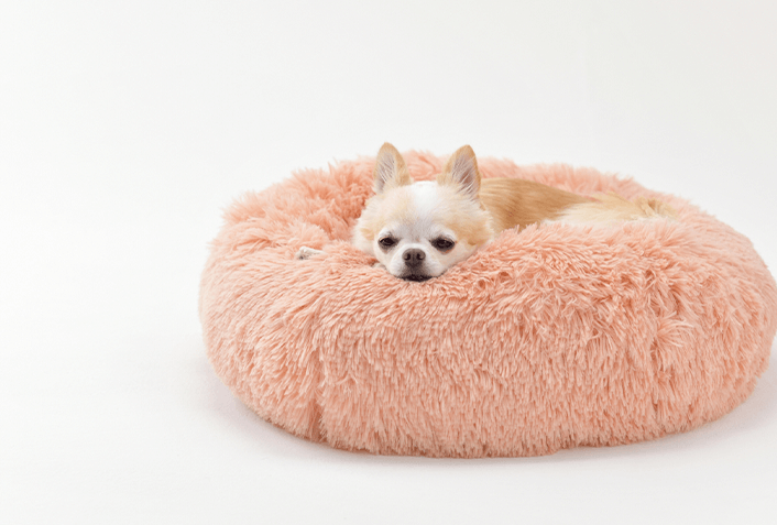 犬に最適なベッドの選び方