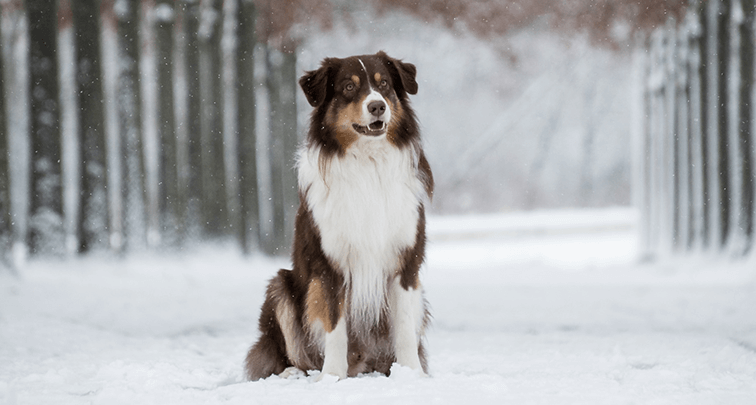 冬場の散歩はヒートショックに注意！犬の命を守る予防方法とは