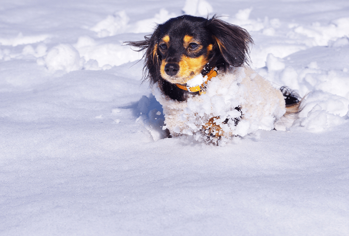 犬の体にできる雪玉とは？