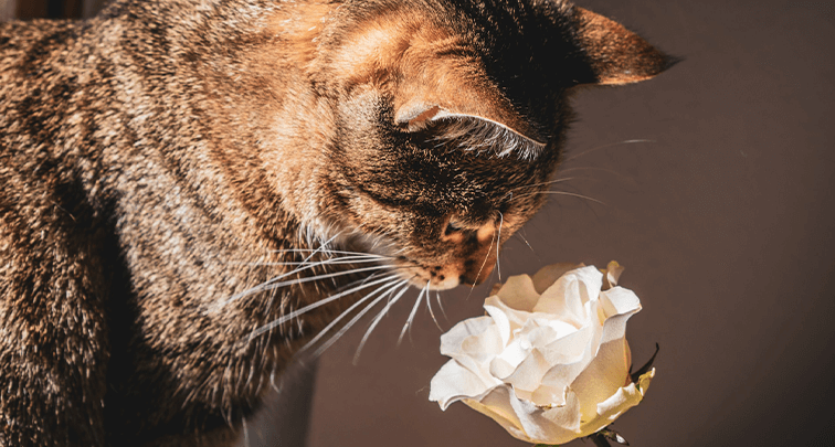 猫にとってアロマはなぜ危険なの？理由と中毒症状も解説