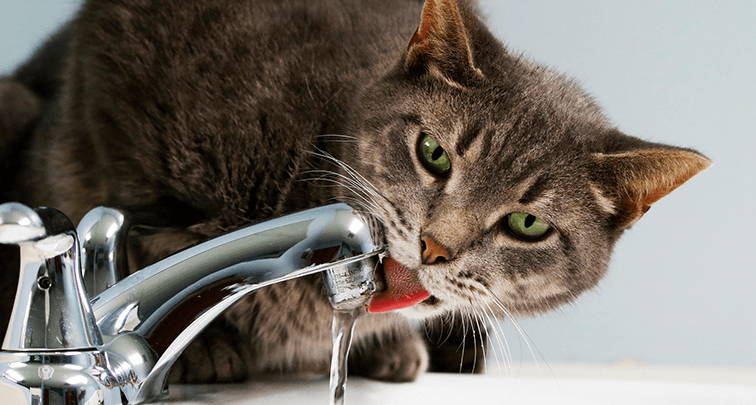 猫にとってミネラルウォーターは安全？水道水の安全性も解説