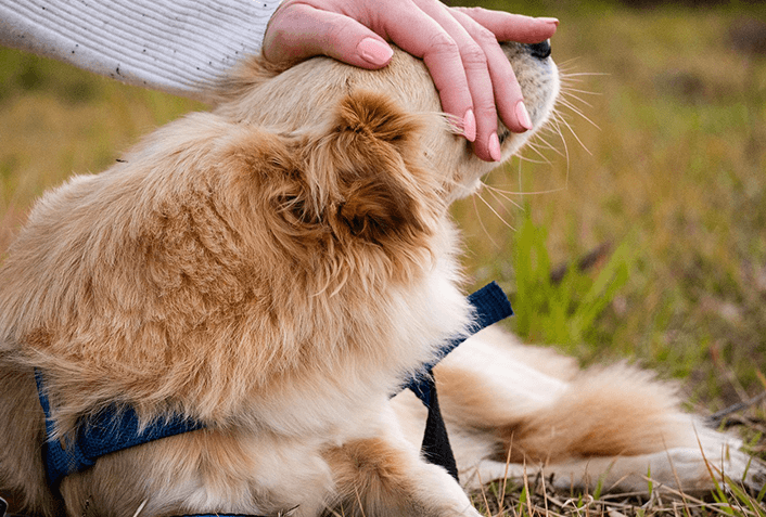 犬の静電気を防ぐ方法