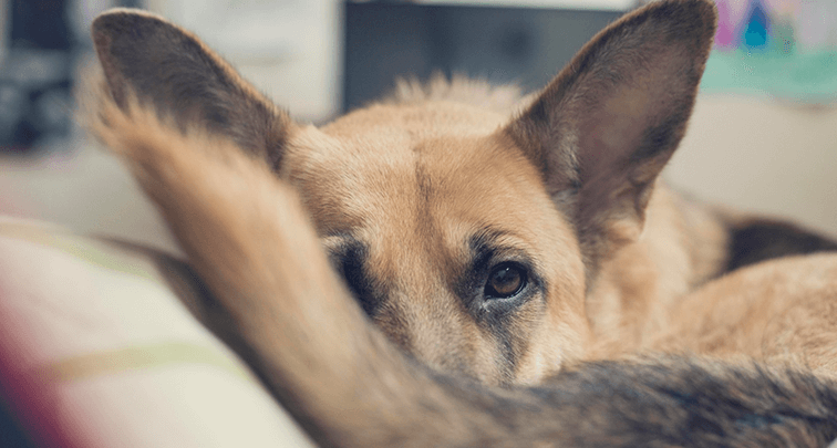 犬が自分のしっぽを噛む理由は？病気が隠れている可能性と対処法を解説