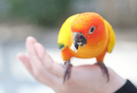 珍しい人気のインコの種類6選!価格相場や性格をそれぞれご紹介 | Pet Island【ペットアイランド】