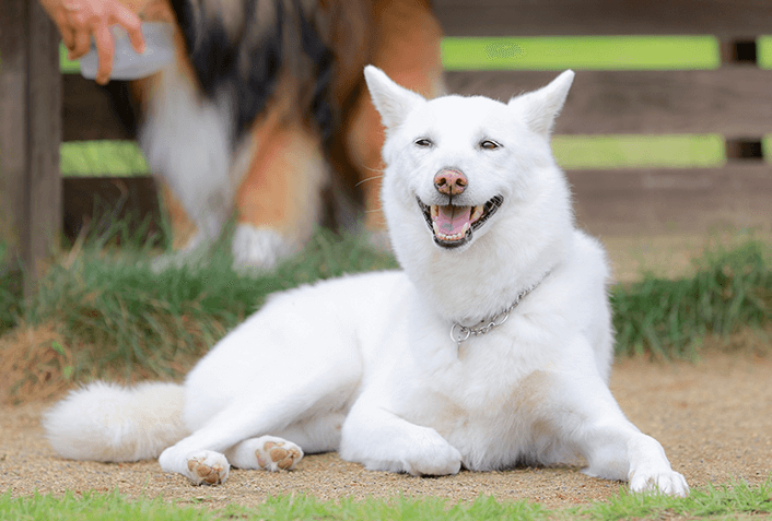 多頭飼いに向かない犬5選