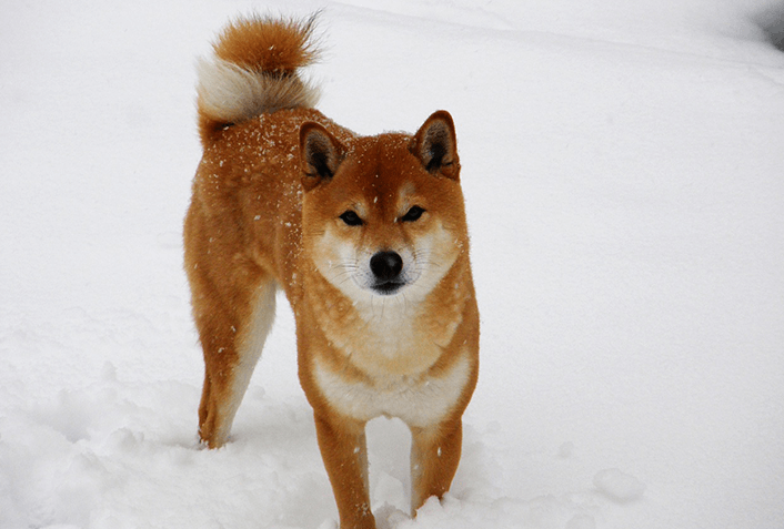 柴犬