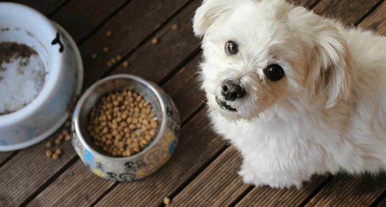 犬が腎臓病になった時の食事は？食べるのに注意が必要な食材も解説