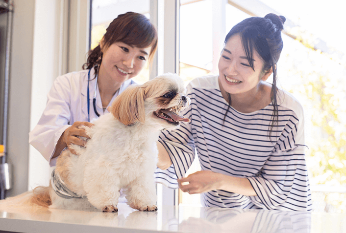 犬がシニアになったら定期的に健康診断をしよう