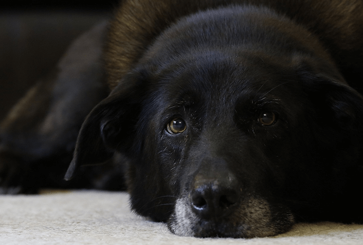 犬が老犬になると、どうして夜泣きをするの？