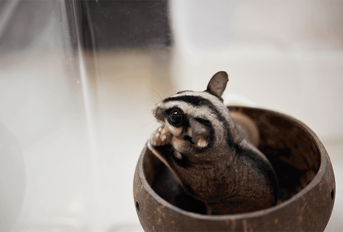 モモンガを飼育する時の注意点