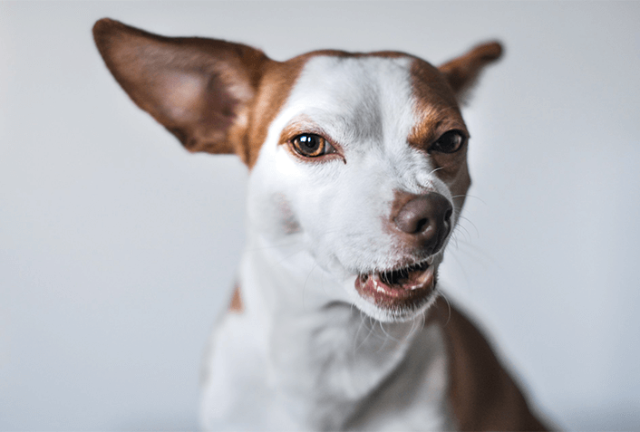 犬にも反抗期がある