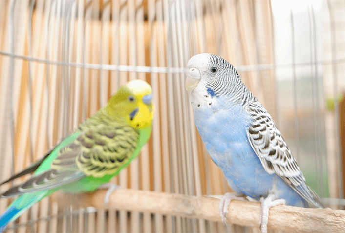 インコの病気を防ぐためにできること