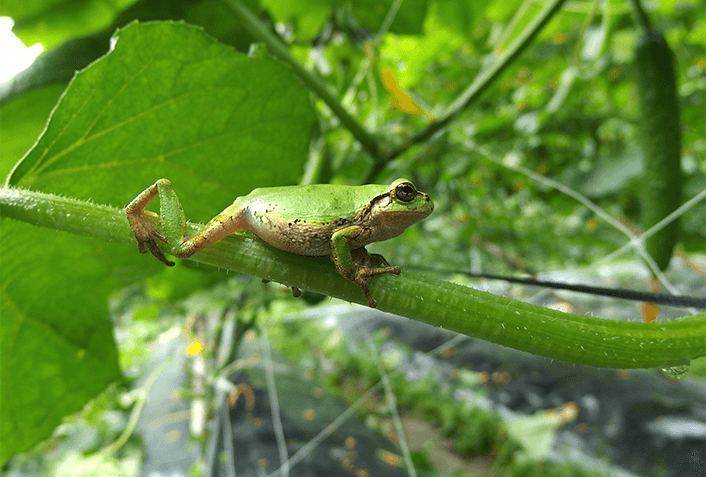 誤飲・腸閉塞