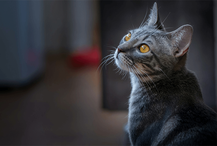 【部位別】猫に多い病気のサイン