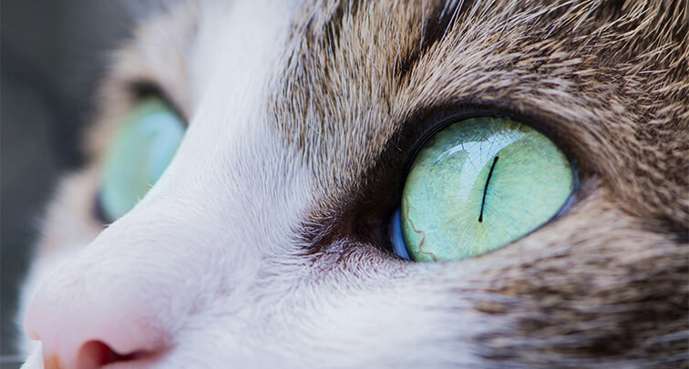 猫に多い目の病気6選を詳しく解説！目やにが多い場合も注意が必要