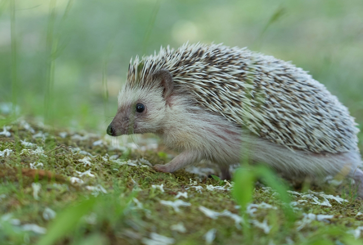 ハリネズミがなりやすい病気3選