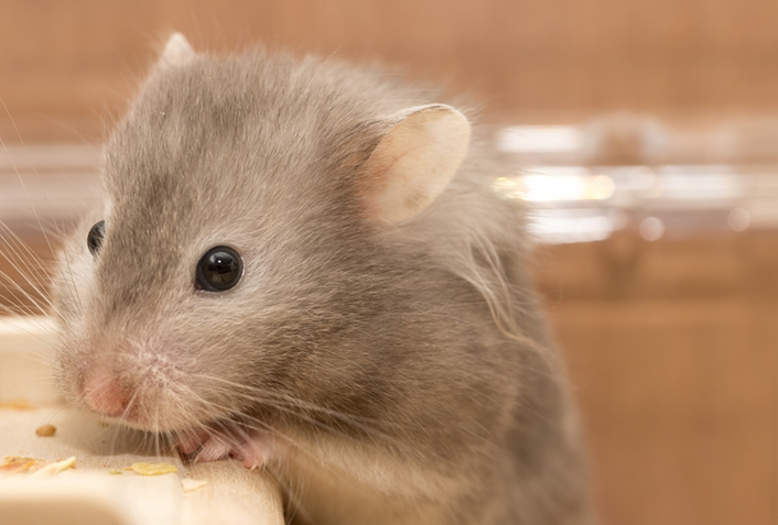 ハムスターの飼育におすすめの消臭剤3選