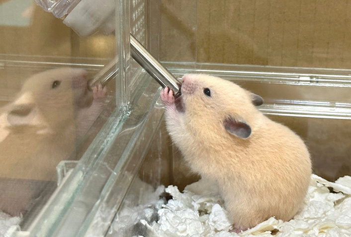 ハムスターの平均飲水量