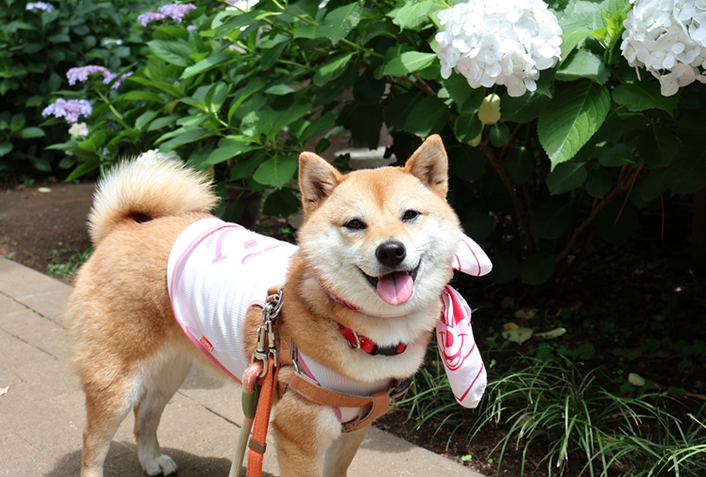 犬に炭酸水を与えても問題ない